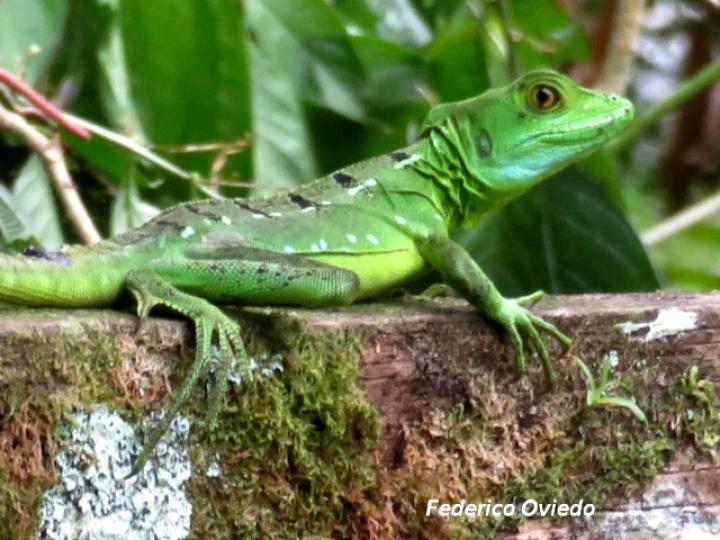 Basiliscus plumifrons (Basilisco esmeralda o verde)