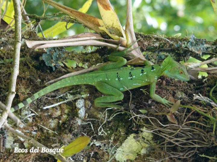 Basiliscus plumifrons (Basilisco esmeralda o verde)