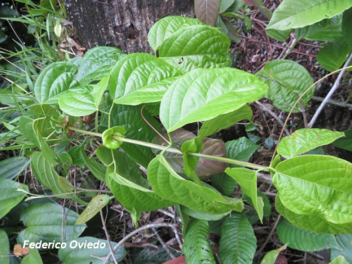 Bignonia diversifolia