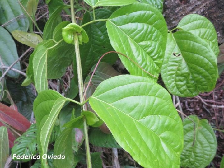 Bignonia diversifolia