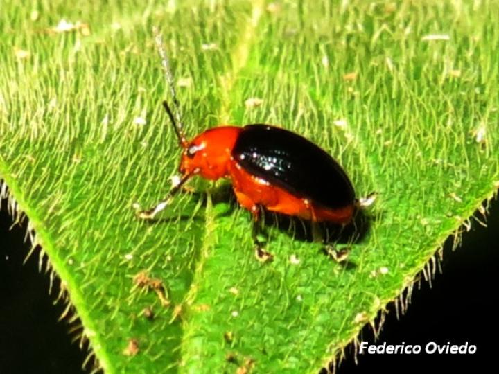 Chalcophana mutabilis