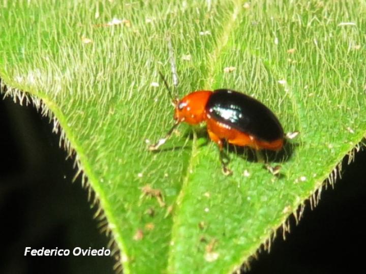Chalcophana mutabilis