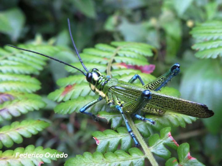 Chromacris trogon trogon