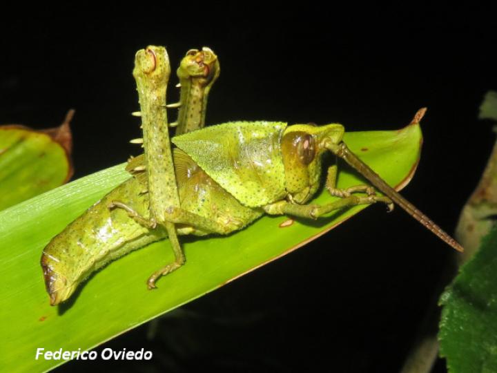 Colpolopha bruneri Colpolopha bruneri