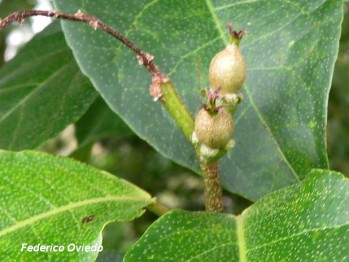 Croton megistocarpus