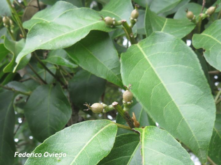 Croton megistocarpus