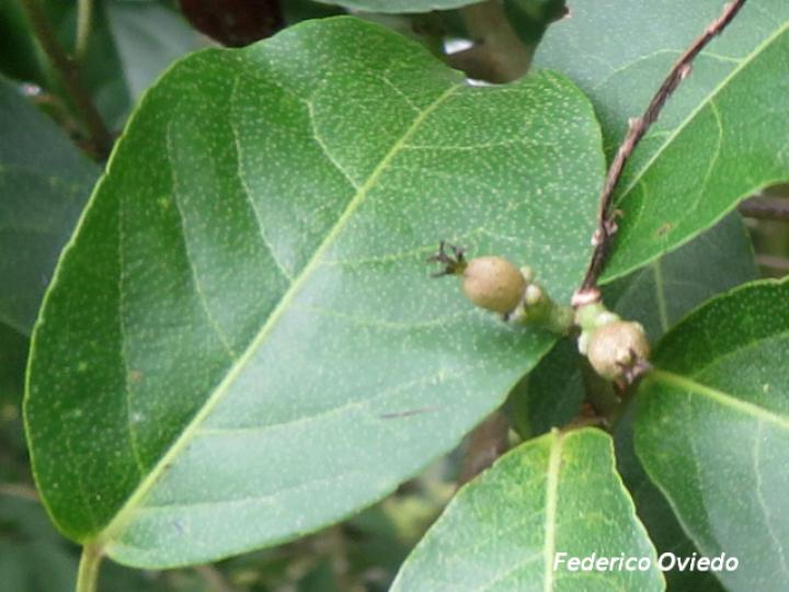 Croton megistocarpus