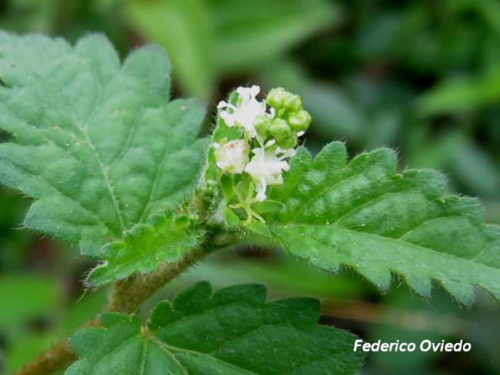 Croton trinitatis (Comastrona)