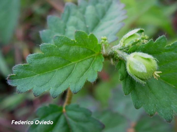 Croton trinitatis (Comastrona)