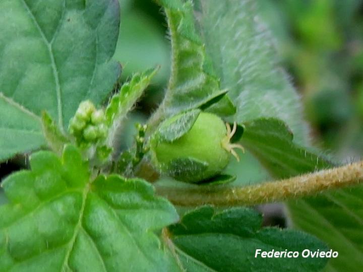 Croton trinitatis (Comastrona)