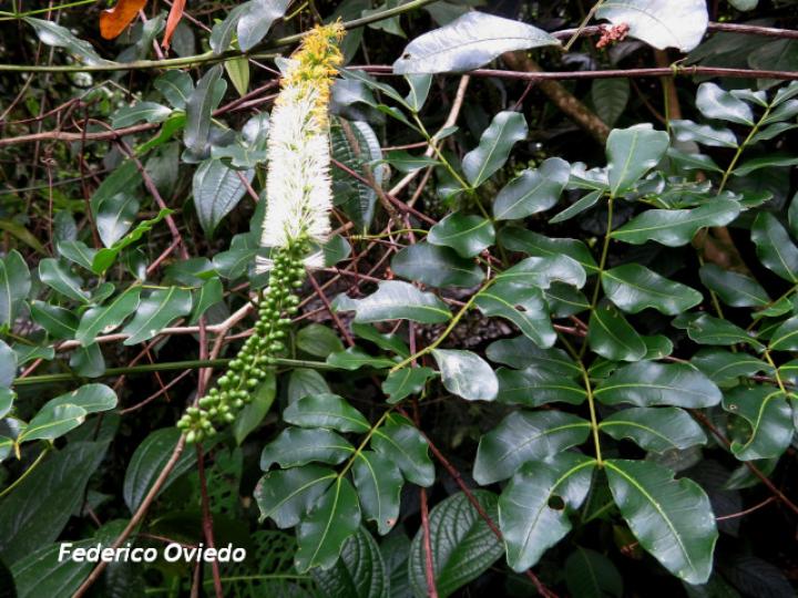 Entada gigas (Corazón de mar)