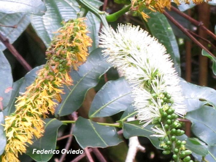 Entada gigas (Corazón de mar)