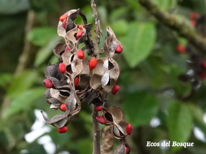 Erythrina gibbosa (Poró)