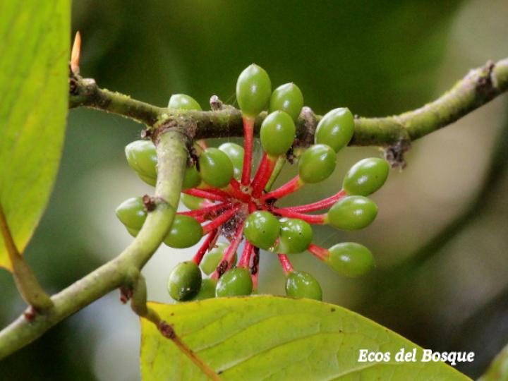 Guatteria amplifolia