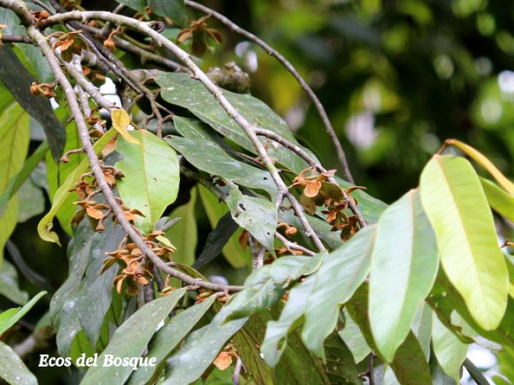 Guatteria amplifolia