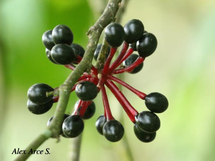 Guatteria amplifolia