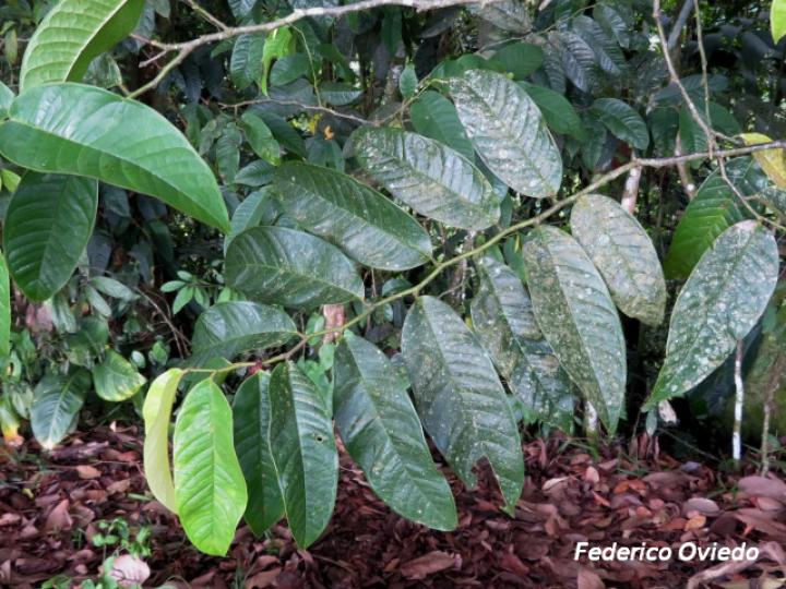 Guatteria amplifolia