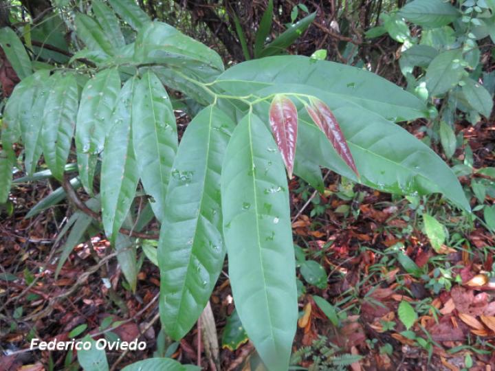 Heisteria povedae (Comida de culebra)