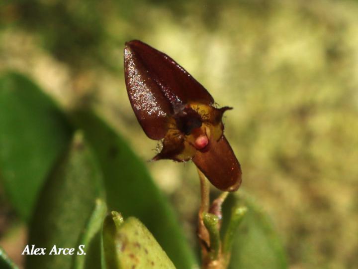 Lankesteriana barbulata