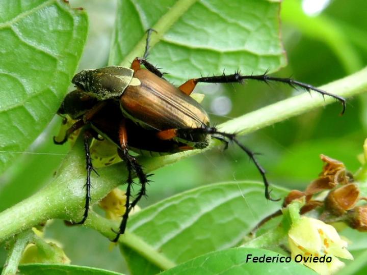 Macrodactylus solisi