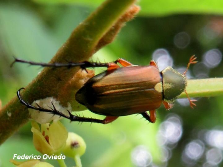 Macrodactylus solisi