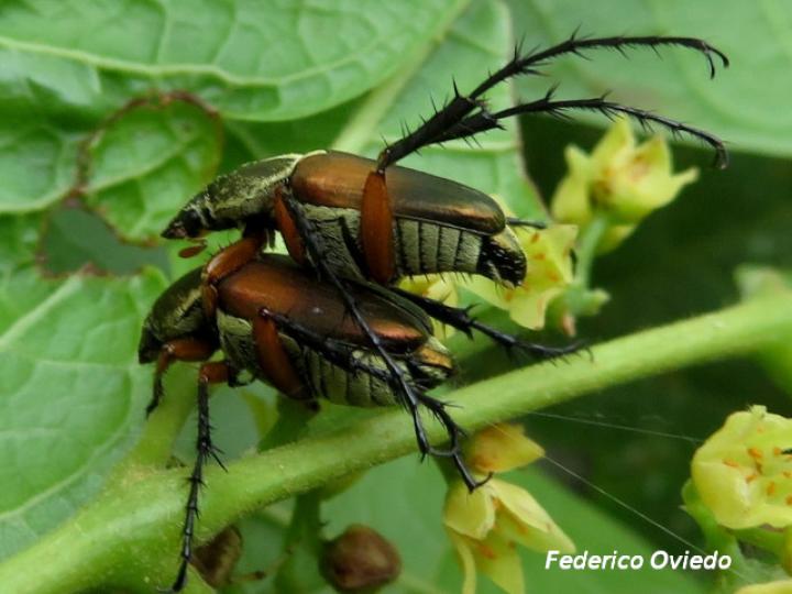 Macrodactylus solisi