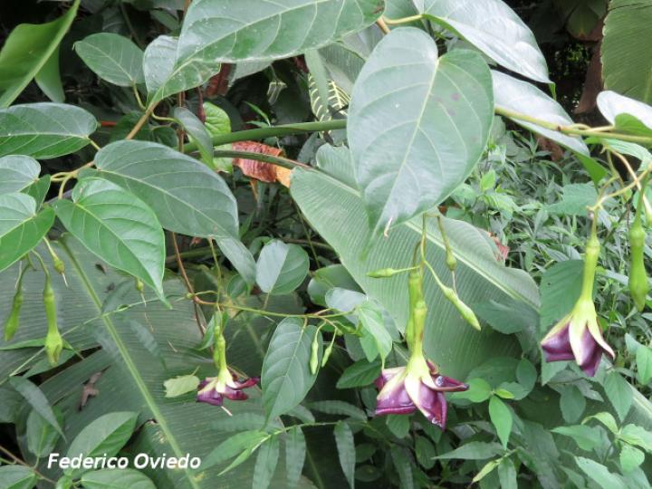 Mandevilla veraguasensis