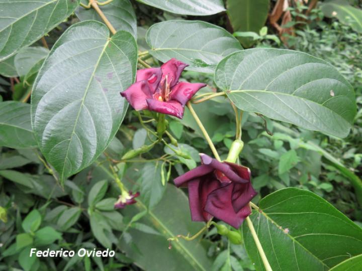 Mandevilla veraguasensis