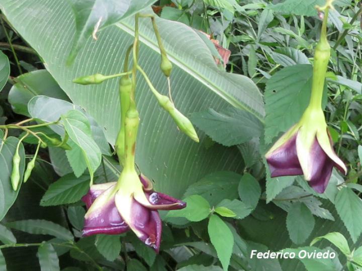 Mandevilla veraguasensis