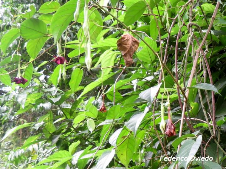 Mandevilla veraguasensis