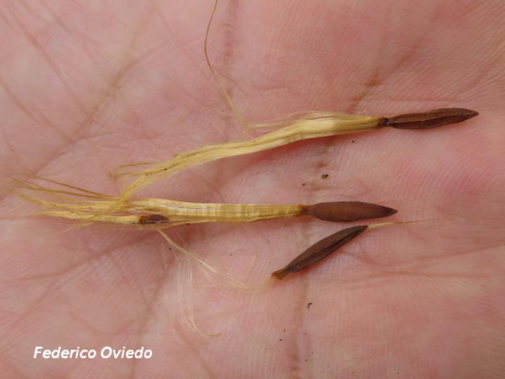 Mandevilla veraguasensis