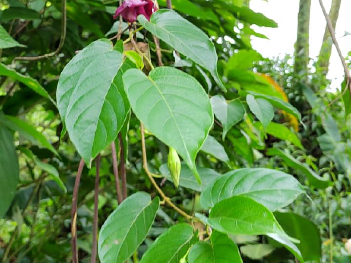 Mandevilla veraguasensis