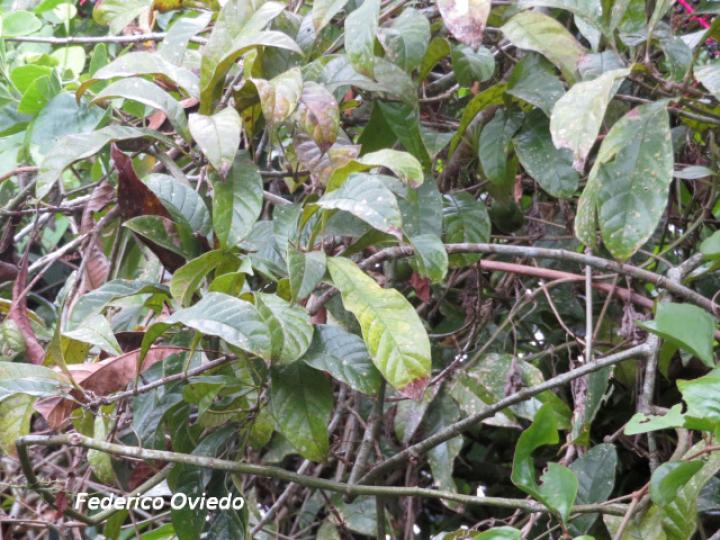 Meliosma occidentalis