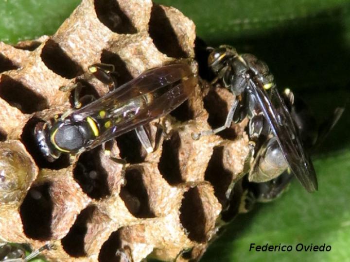 Mischocyttarus tolensis (Avispa de cintura larga toleaña)
