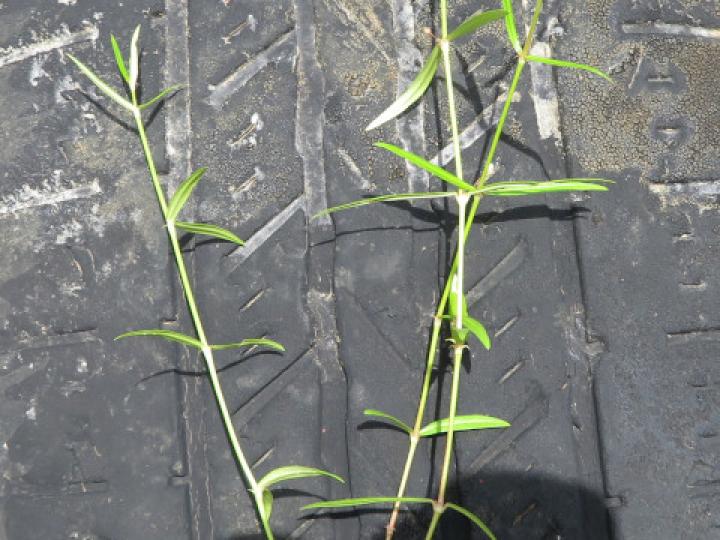 Oldenlandia lancifolia