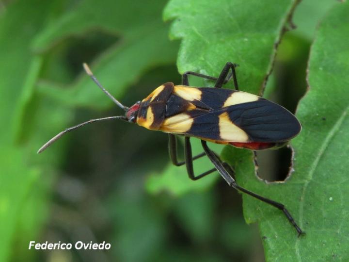 Oncopeltus cingulifer