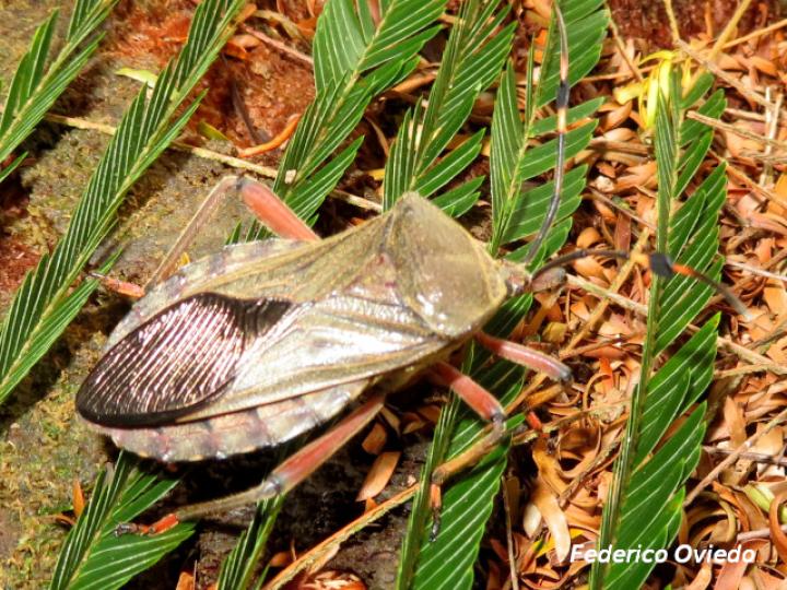 Pachylis nervosus