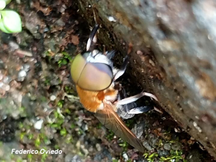 Palpada mexicana (Mosca dorada de felpa)