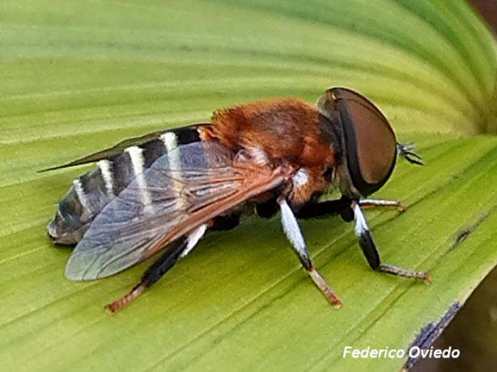 Palpada mexicana (Mosca dorada de felpa)