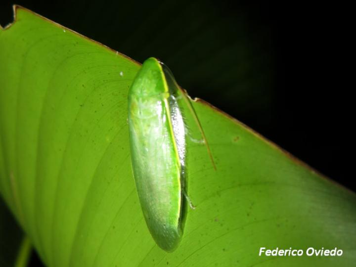 Panchlora nIvea (Cucaracha verde)