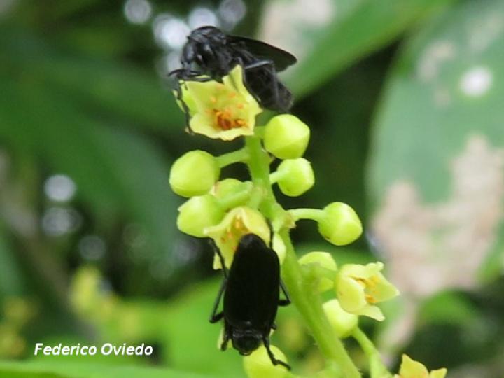 Penthetria heteroptera (Zopilotillos)