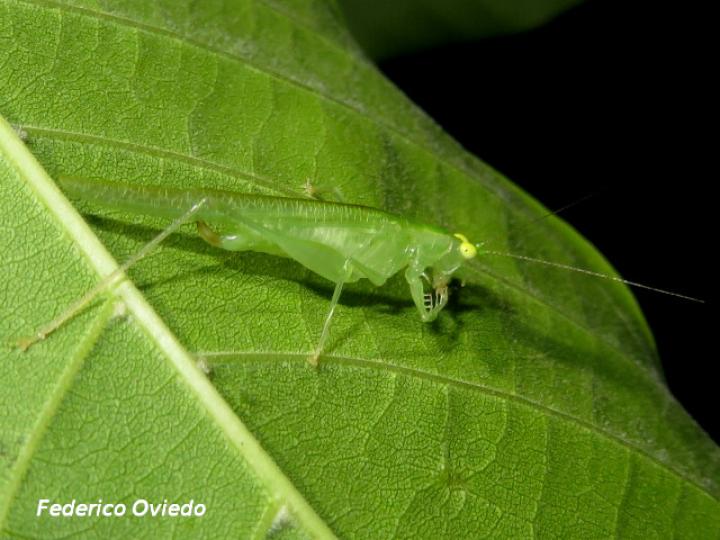 Phlugis sp Individuo1