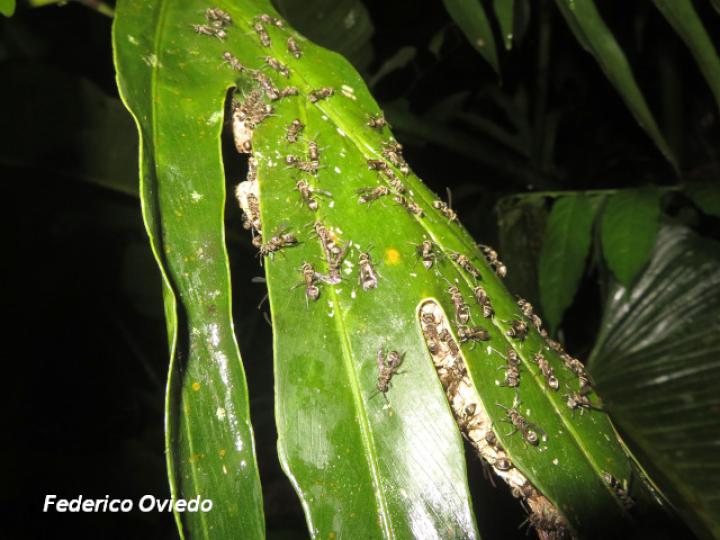 Pseudopolybia compressa