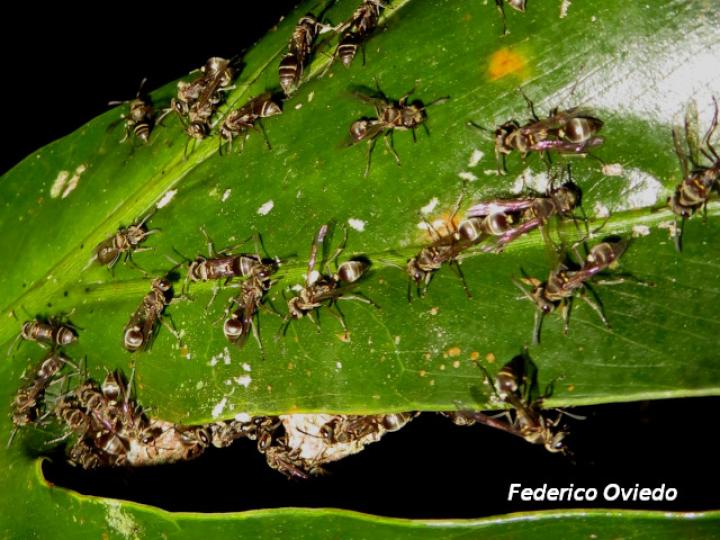 Pseudopolybia compressa