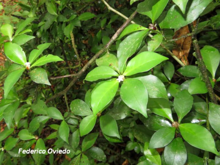 Psychotria chagrensis