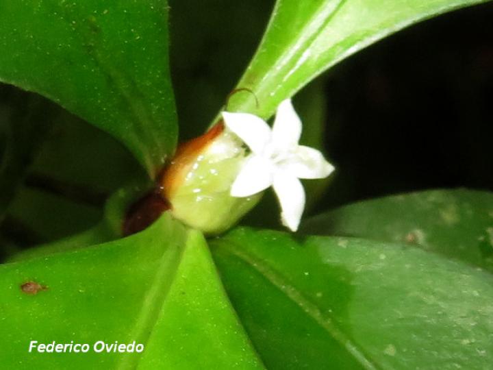 Psychotria chagrensis