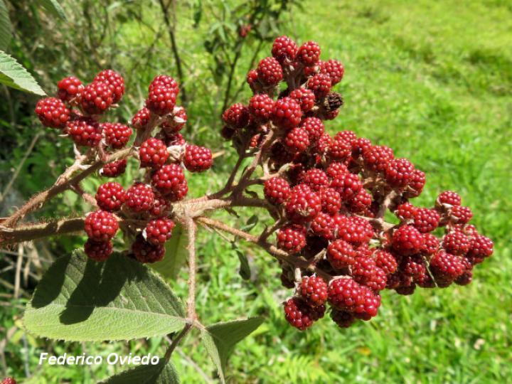 Rubus urticifolius (Mora)