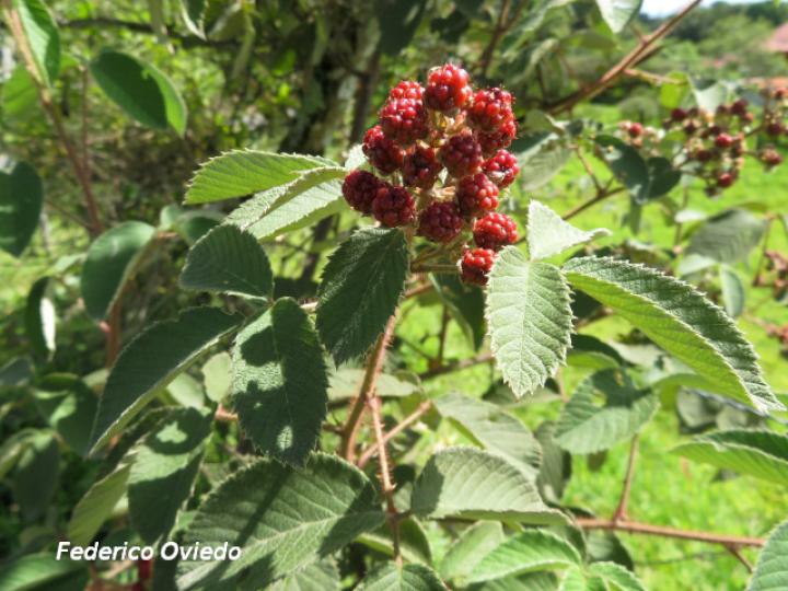 Rubus urticifolius (Mora)