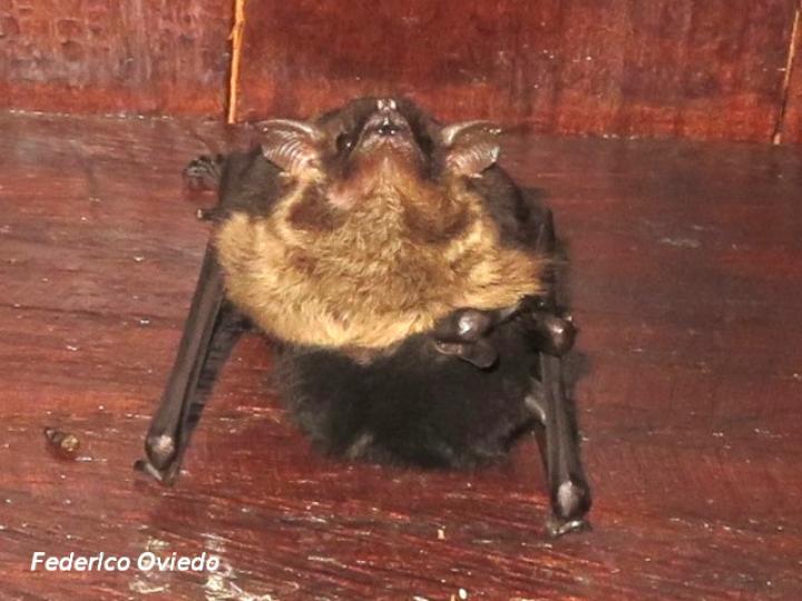 Saccopteryx bilineata (Murciélago listado)