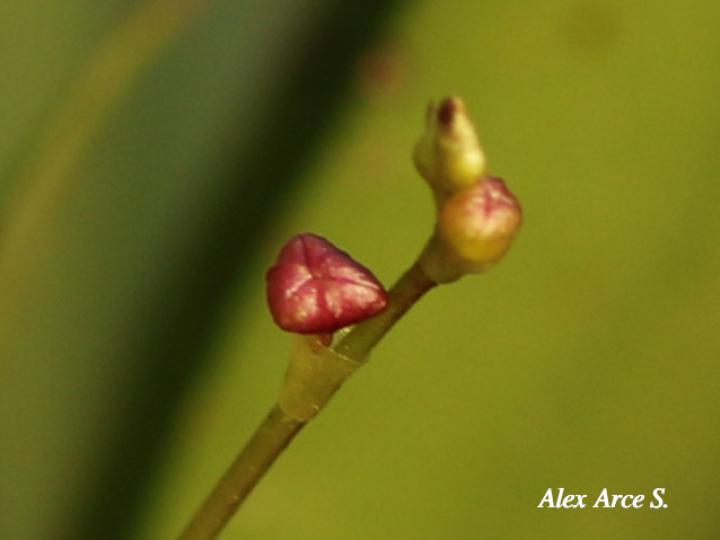 Stelis hammelii